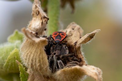 Close-up of butterfly