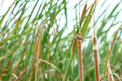 Close-up of lizard on plant