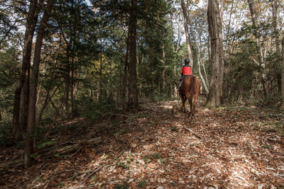Rear view of boy riding horse in forest