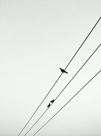 Low angle view of birds flying against clear sky