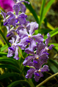 Close-up of purple flowers blooming outdoors