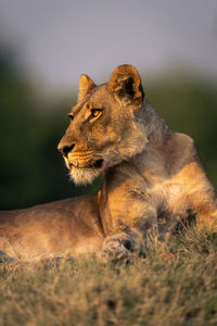 Close-up of lioness