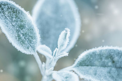 Close-up of frozen plant