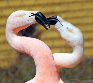 Close-up of a bird