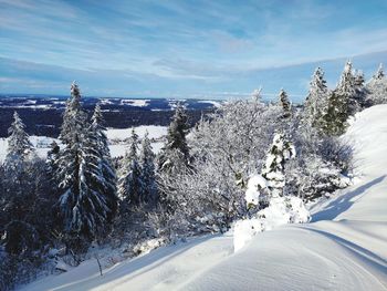 Snow covered plants by trees against sky