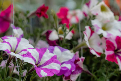 Close-up of flowers blooming outdoors