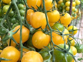 Close-up of orange fruit