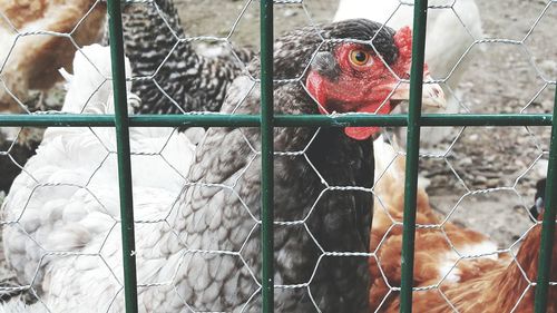 Close-up of birds in cage