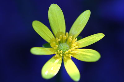 Close-up of flower growing outdoors