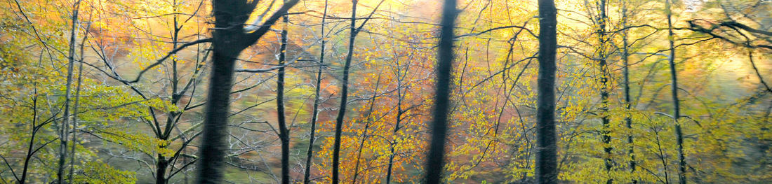 Trees in forest