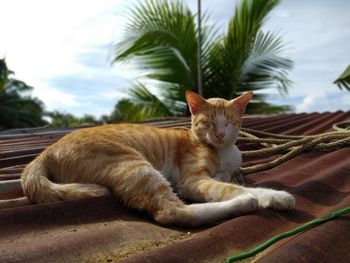 Cat resting on a tree