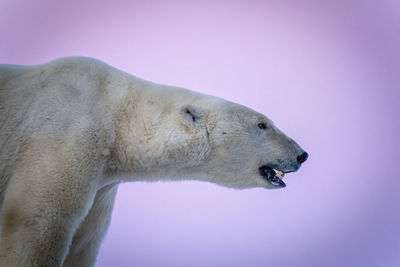 Close-up of polar bear with open mouth