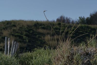 Grass growing on field against sky