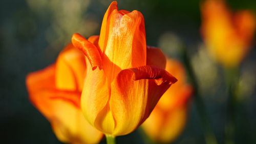 Close-up of orange flower