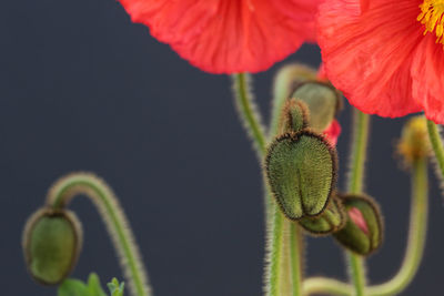 Close-up of red flowering plant