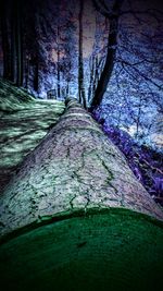 Footpath amidst trees