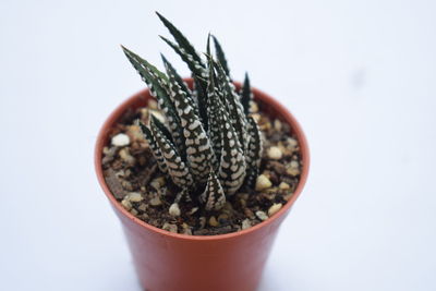 Close-up of potted plant