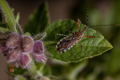 Close-up of butterfly on plant