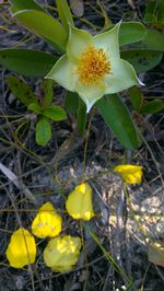 Close-up of yellow flower