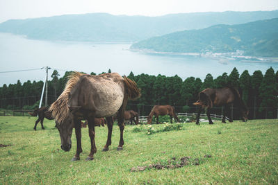 Horses grazing on field