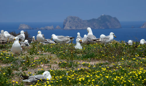 Flock of seagulls on land against sky