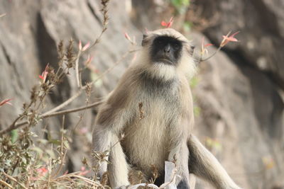 Monkey sitting on branch