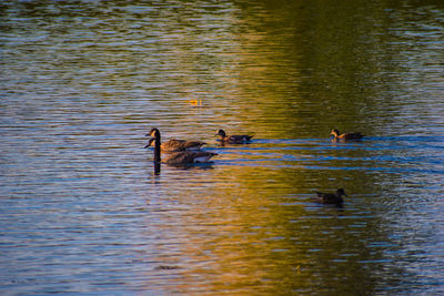 View of ducks swimming in lake