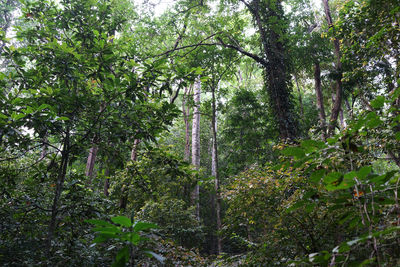 Low angle view of trees in forest