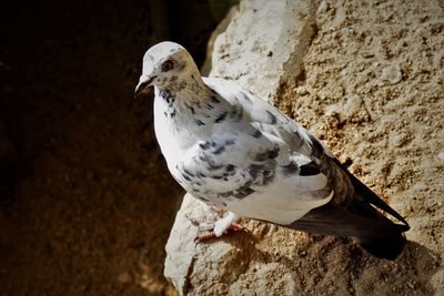 Close-up of pigeon perching on wall