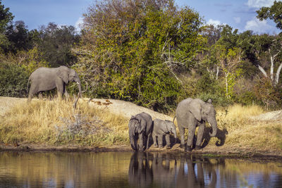 Elephants by lake