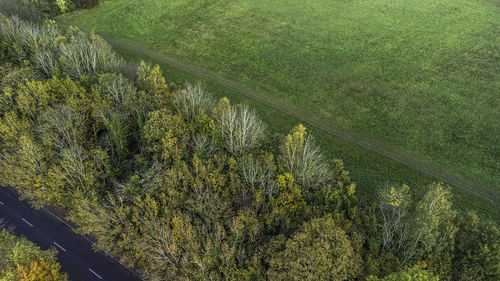 High angle view of road amidst trees in forest