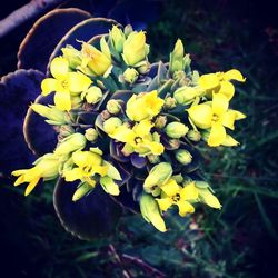 Close-up of yellow flowers