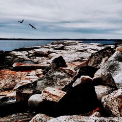 Seagull flying over sea