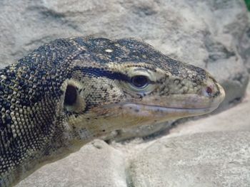 Close-up portrait of a lizard