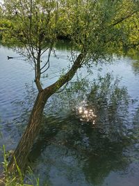 Reflection of trees in water