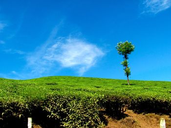 Scenic view of field against blue sky