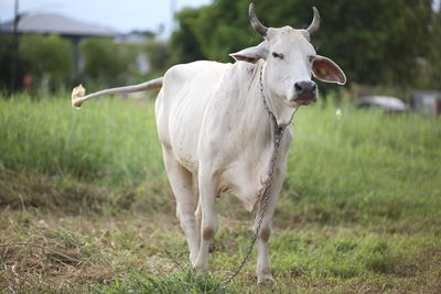 Cow standing in a field