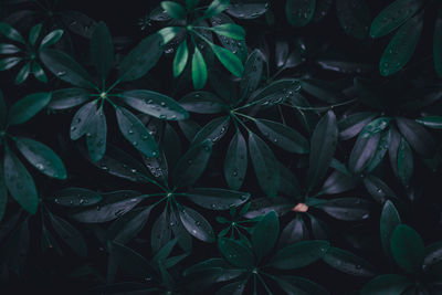 Close-up of water drops on leaves