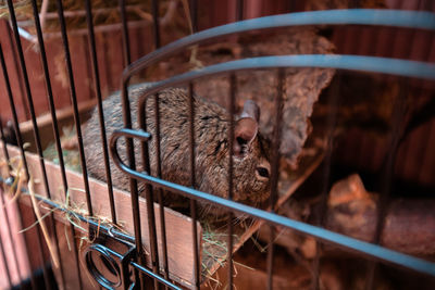 Beautiful chilean squirrel in a cage
