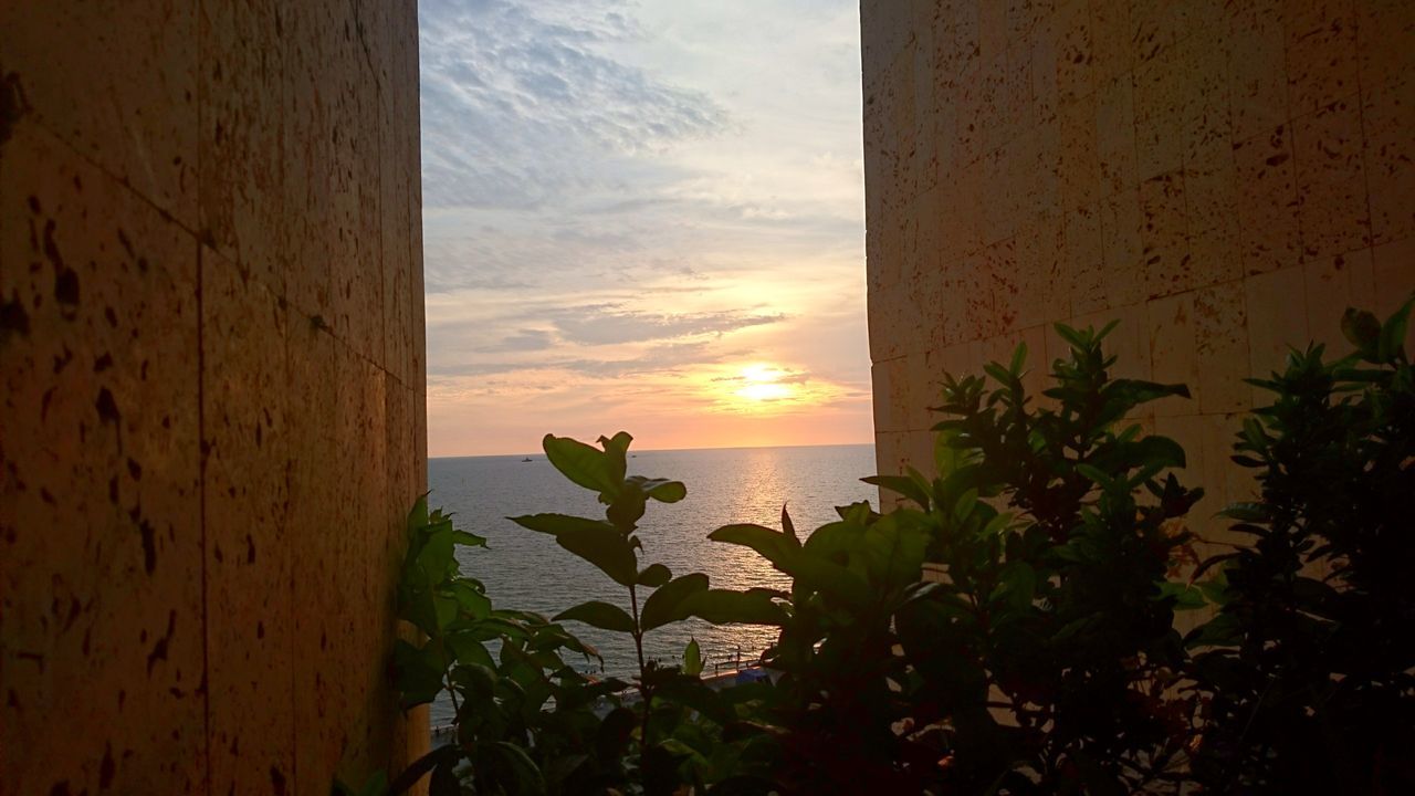 CLOSE-UP OF FRESH PLANTS AGAINST SUNSET SKY