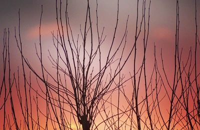 Close-up of silhouette plants against sky during sunset