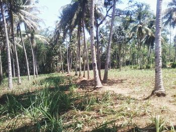 View of trees in forest