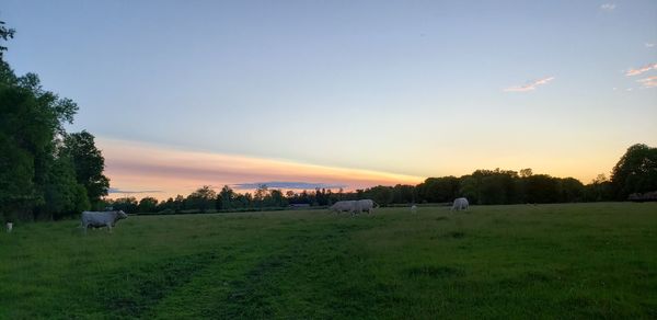 Scenic view of field against sky during sunset