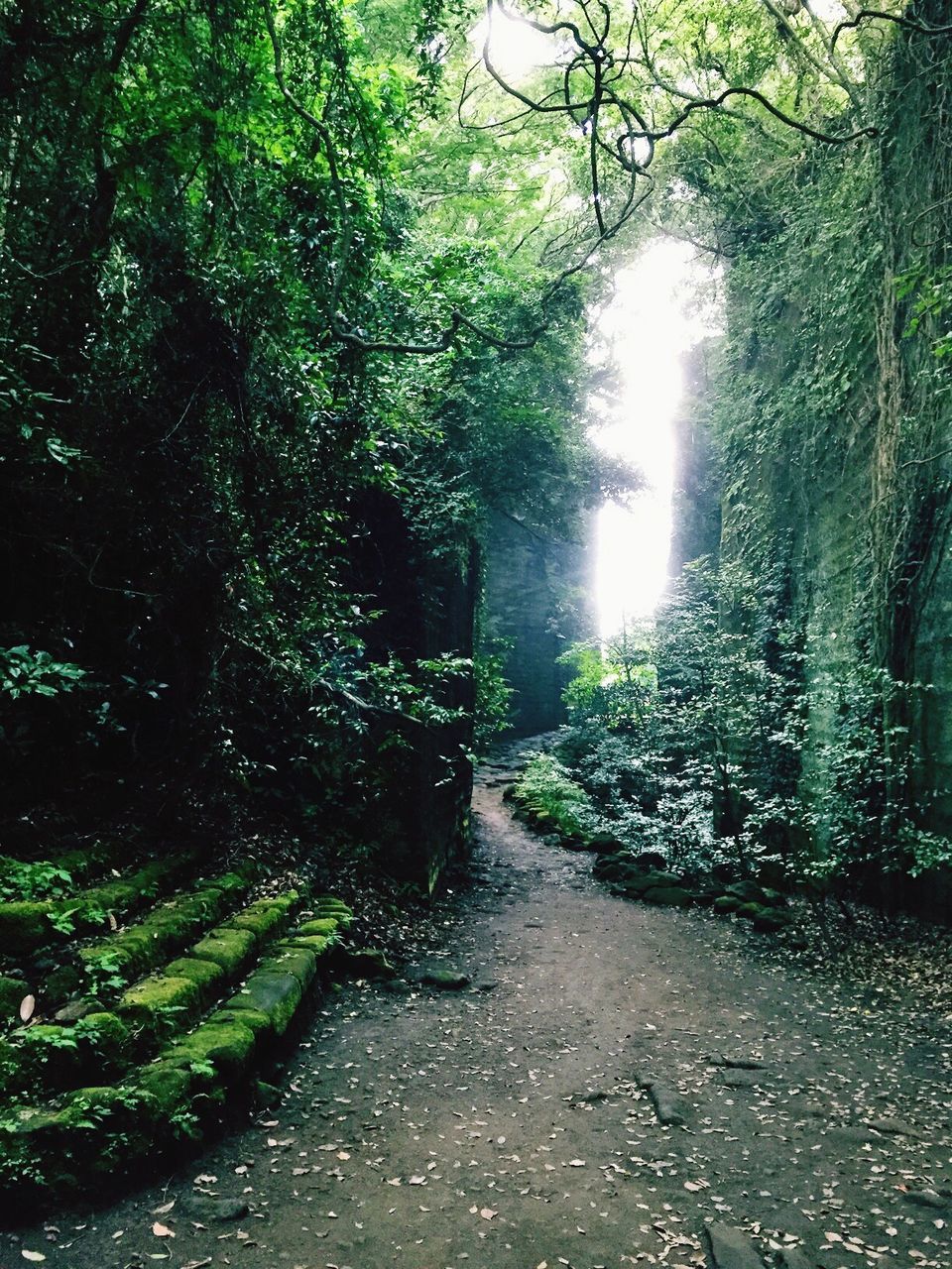 tree, the way forward, diminishing perspective, growth, footpath, branch, green color, nature, vanishing point, tranquility, forest, narrow, pathway, walkway, outdoors, dirt road, beauty in nature, tranquil scene, day, street