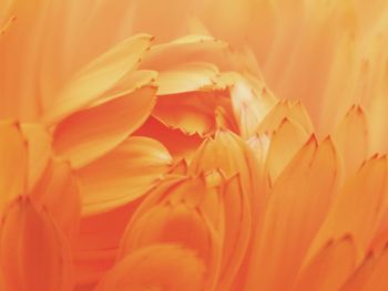 Full frame shot of orange flowers 