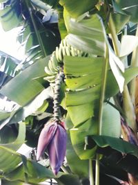 Low angle view of flowers