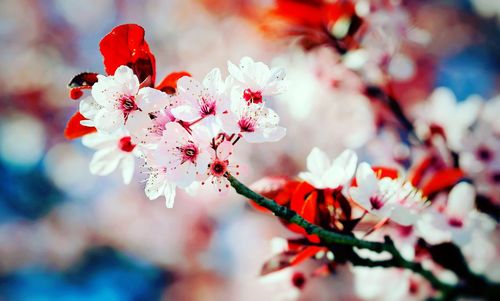 Close-up of red flowers on plant