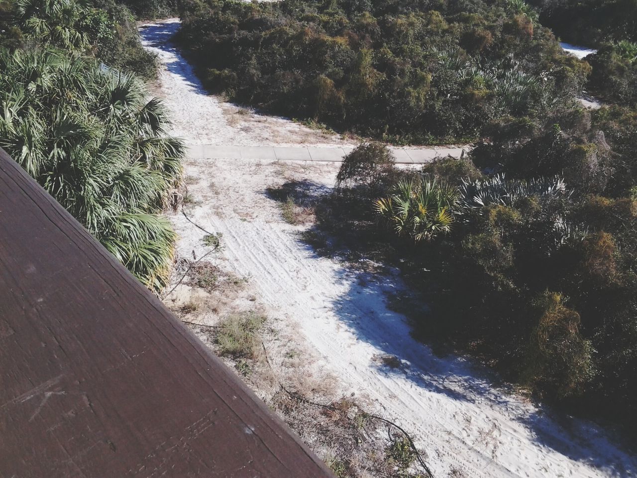 water, tree, growth, high angle view, tranquility, tranquil scene, plant, nature, shadow, sunlight, the way forward, road, beauty in nature, scenics, day, grass, outdoors, green color, sand, footpath