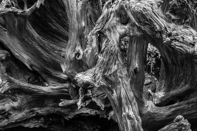 Full frame shot of tree trunk