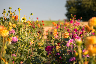 Close-up of pink flowering plants on field